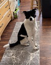 Watson - Photo 3
