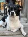 Watson - Photo 5