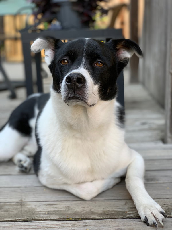 Watson