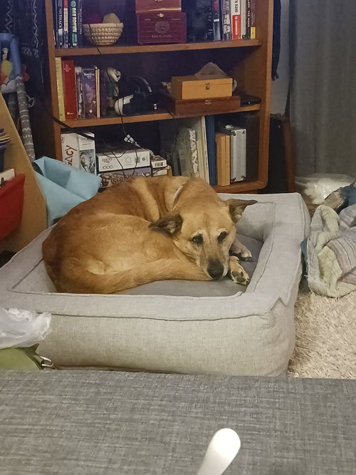 TYCHE - Unknown available for adoption