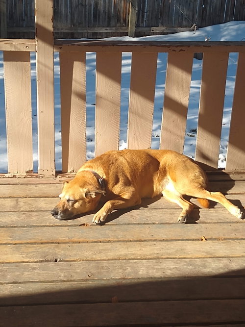 TYCHE - Unknown available for adoption