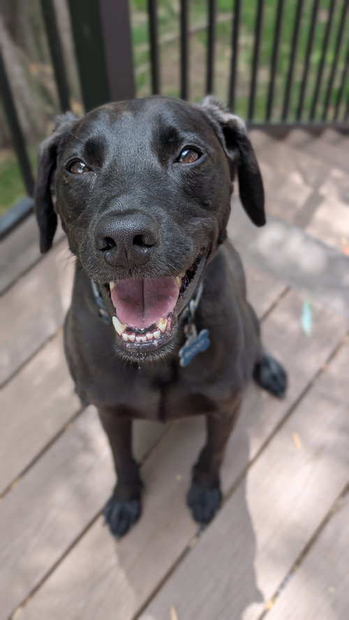 BUCKY - Labrador Retriever available for adoption