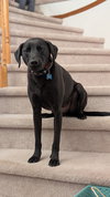Bucky - Photo 2