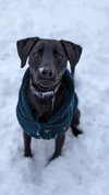 Bucky - Photo 4