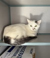 Andromeda- Barn Cat - Photo 1