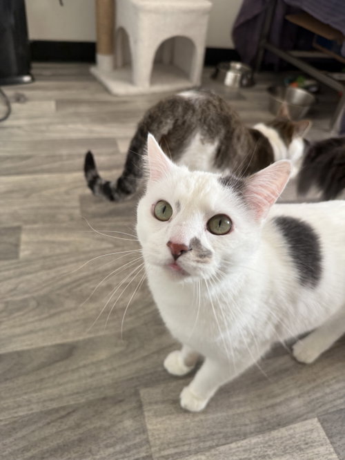ANDROMEDA - Domestic Short Hair available for adoption