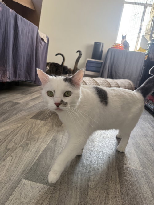 ANDROMEDA - Domestic Short Hair available for adoption