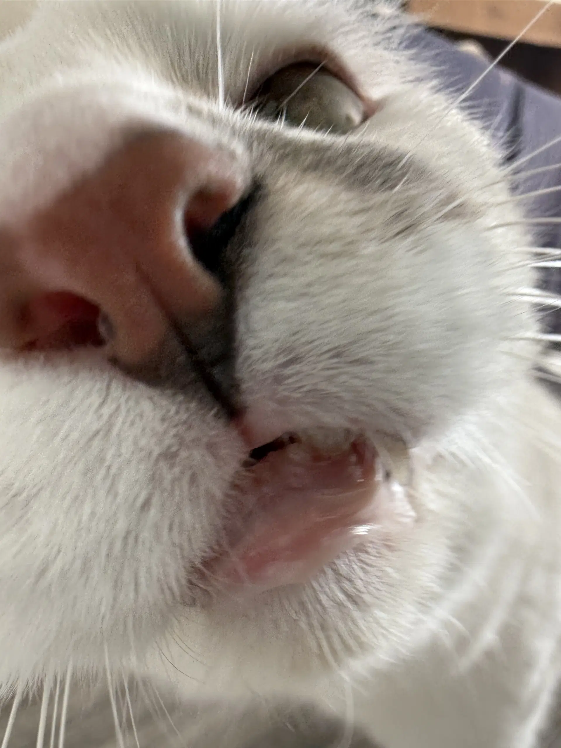 Andromeda- Barn Cat image 4