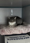 Ruby- Barn Cat - Photo 1