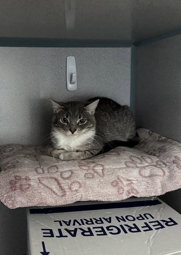 Ruby- Barn Cat