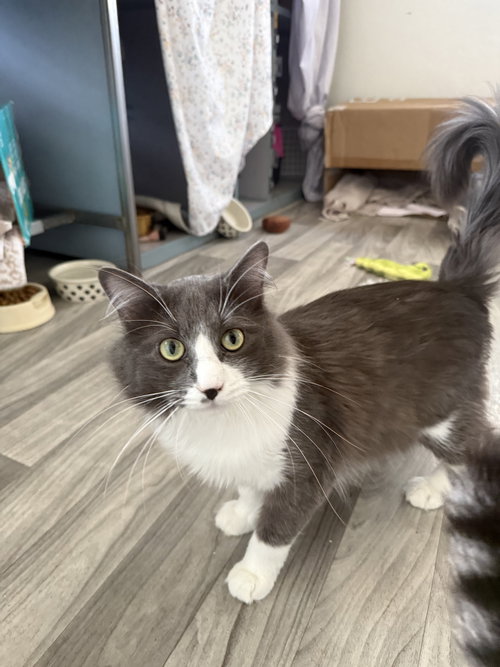 MARTINE - Domestic Long Hair available for adoption
