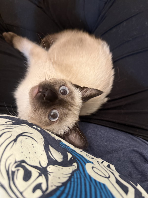 Bitty