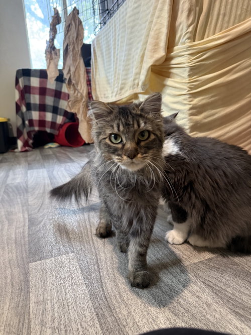 BASHFUL - Domestic Medium Hair available for adoption