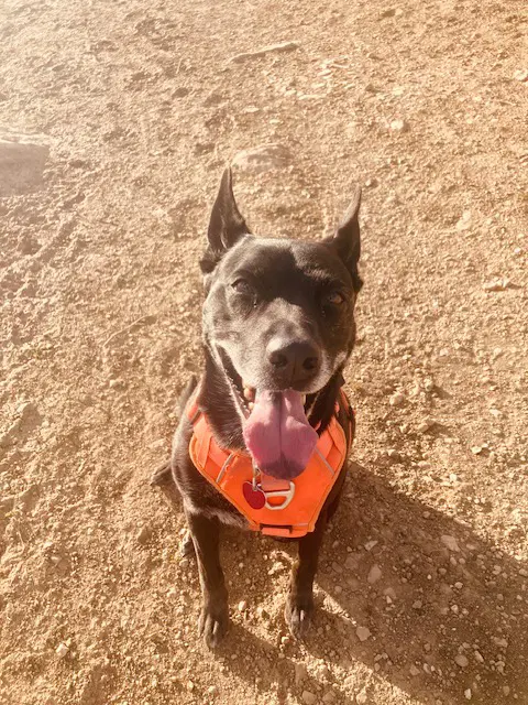 Kylie - Australian Cattle Dog/Blue Heeler