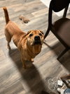Bubba - Photo 4
