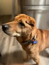 Bubba - Photo 5