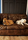 Bubba - Photo 6
