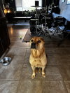 Bubba - Photo 7