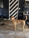 Bubba - Photo 8