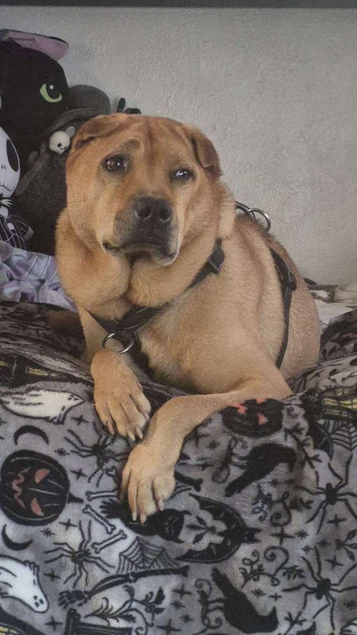BUBBA - Shar Pei available for adoption