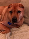 Bubba - Photo 3