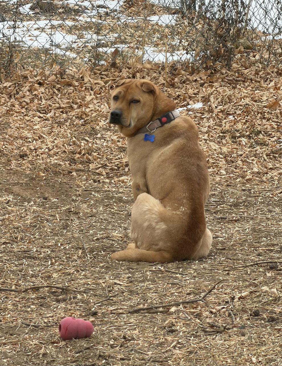 Bubba Image