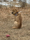 Bubba - Photo 1