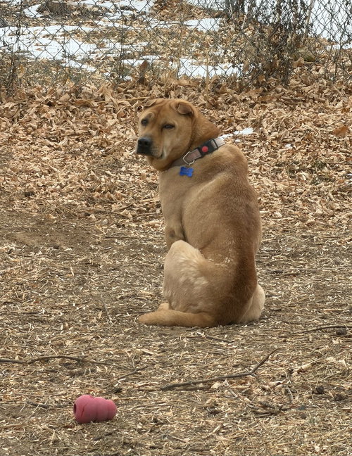 BUBBA - Shar Pei available for adoption