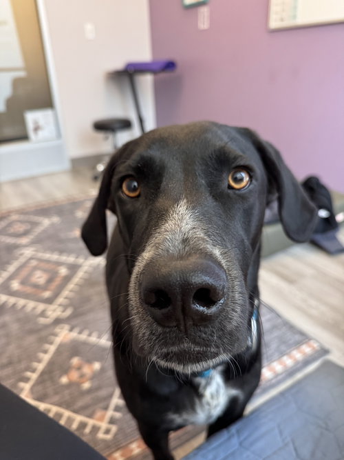 ROCKY - Labrador Retriever available for adoption