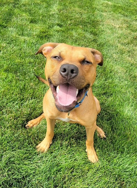 SATURN - Pit Bull Terrier available for adoption