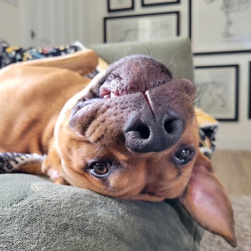 SATURN - Pit Bull Terrier available for adoption