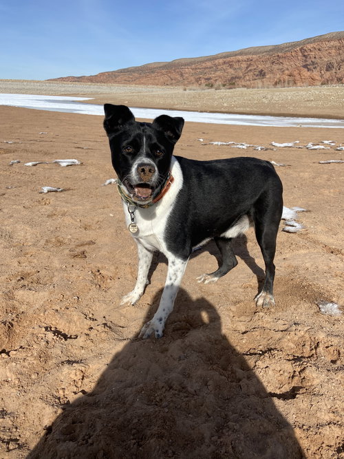 MOON - Shepherd / Collie available for adoption