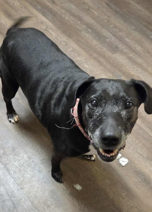MINNIE - Labrador Retriever available for adoption