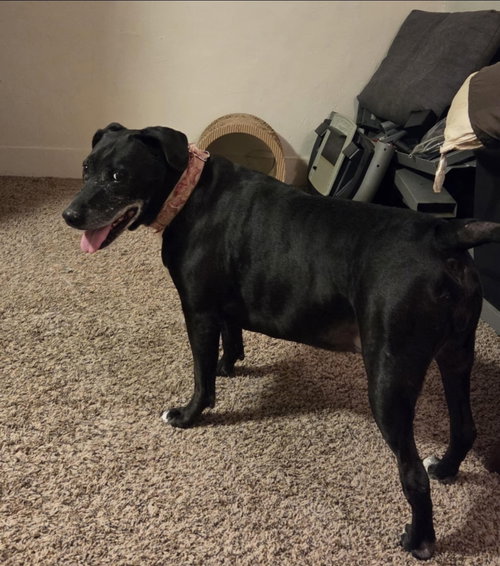 MINNIE - Labrador Retriever available for adoption