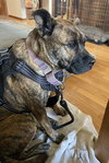 Lucky - Photo 2