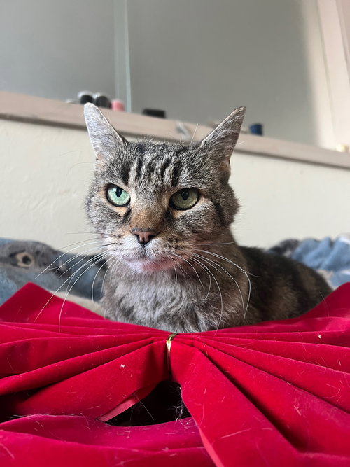 EARLENE - Domestic Short Hair available for adoption