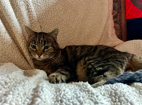 Earlene, an adoptable Domestic Short Hair in Fort Collins, CO