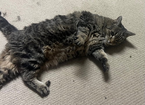 EARLENE - Domestic Short Hair available for adoption