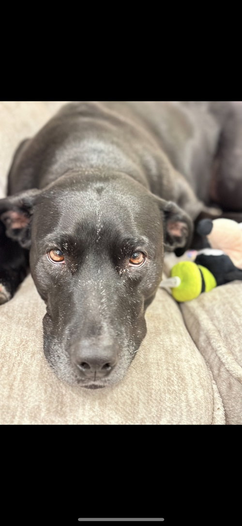 ANNIE - Labrador Retriever available for adoption