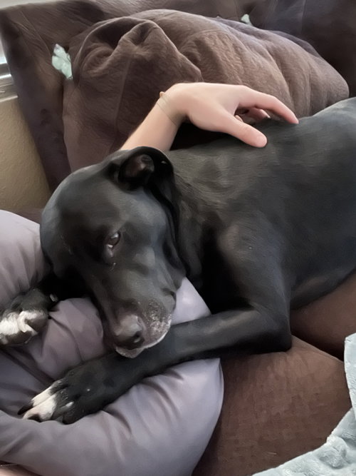 ANNIE - Labrador Retriever available for adoption