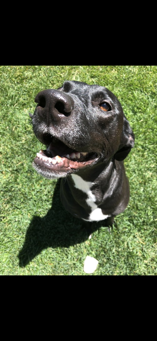 Annie, an adoptable Labrador Retriever in Fort Collins, CO