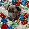 Milli - Photo 3