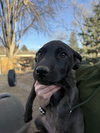 Milli - Photo 4