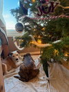 Snoopy - Photo 4