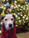 Snoopy - Photo 2