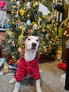 Snoopy - Photo 3