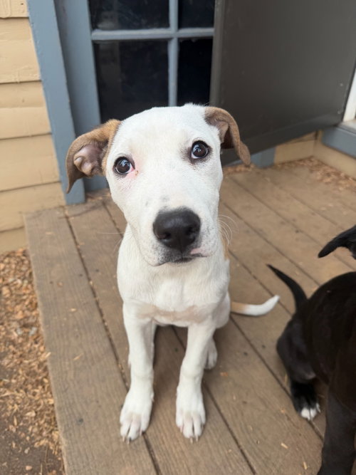 SNOOPY - Unknown available for adoption