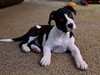 Linus - Photo 2