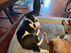 Linus - Photo 5