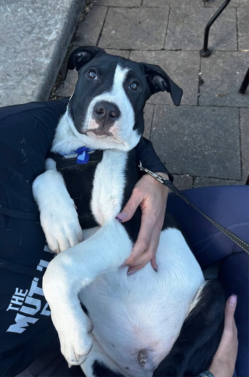 LINUS - Unknown available for adoption
